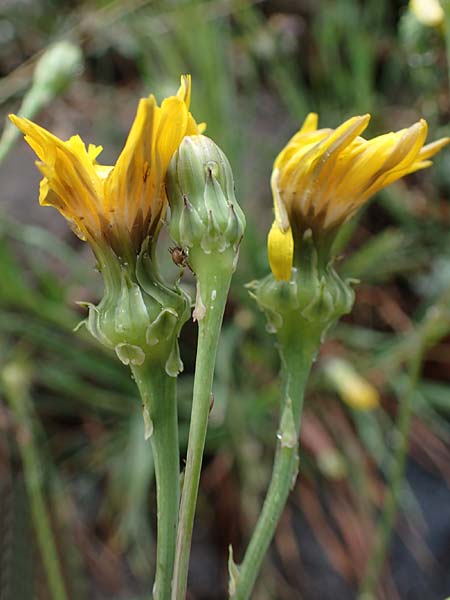 Reichardia picroides \ Bitterkraut-Reichardie, F Lantosque 1.5.2023