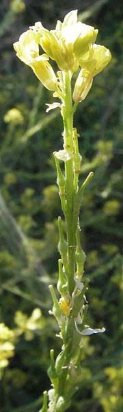 Rapistrum perenne \ Ausdauernder Rapsdotter / Steppe Cabbage, F Mouries 9.6.2006