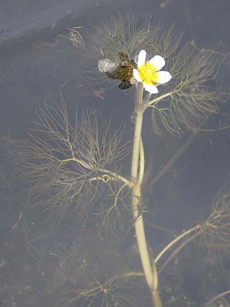 Ranunculus rionii \ Rions Wasser-Hahnenfu / Rion's Water Crowfoot, F Lothringen/Lorraine, Marsal 28.4.2023