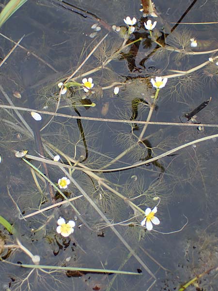 Ranunculus rionii \ Rions Wasser-Hahnenfu / Rion's Water Crowfoot, F Lothringen/Lorraine, Marsal 28.4.2023