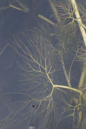 Ranunculus rionii \ Rions Wasser-Hahnenfu / Rion's Water Crowfoot, F Lothringen/Lorraine, Marsal 28.4.2023