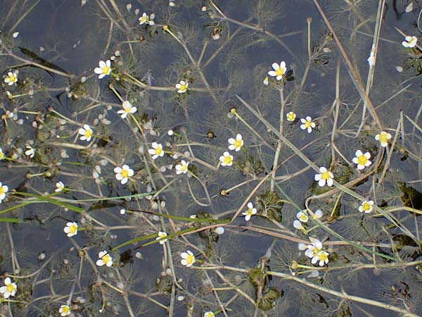 Ranunculus rionii \ Rions Wasser-Hahnenfu / Rion's Water Crowfoot, F Lothringen/Lorraine, Marsal 28.4.2023