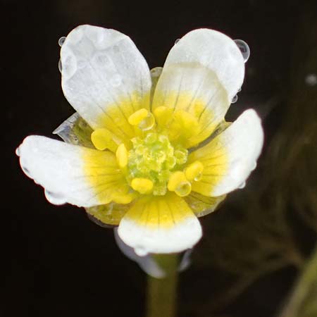 Ranunculus rionii \ Rions Wasser-Hahnenfu / Rion's Water Crowfoot, F Lothringen/Lorraine, Marsal 28.4.2023