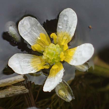 Ranunculus rionii \ Rions Wasser-Hahnenfu / Rion's Water Crowfoot, F Lothringen/Lorraine, Marsal 28.4.2023