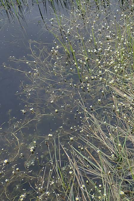Ranunculus rionii \ Rions Wasser-Hahnenfu / Rion's Water Crowfoot, F Lothringen/Lorraine, Marsal 28.4.2023