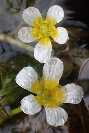 Ranunculus rionii \ Rions Wasser-Hahnenfu / Rion's Water Crowfoot, F Lothringen/Lorraine, Marsal 28.4.2023