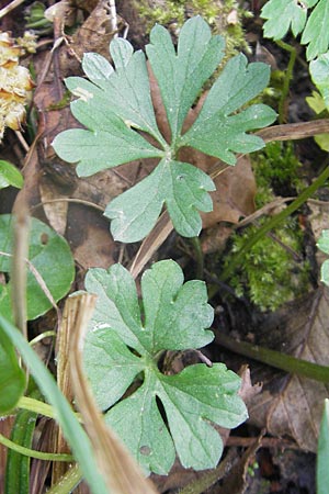 Ranunculus sphinx \ Rtselhafter Gold-Hahnenfu / Mysterious Goldilocks, F Sierentz 13.4.2011