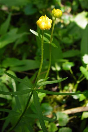 Ranunculus subglechomoides \ Gundermannbl&auml;ttriger Gold-Hahnenfu� / Ground-Ivy-Leaved Goldilocks, F Westhouse 18.4.2015