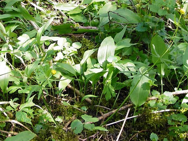 Ranunculus subglechomoides \ Gundermannbl&auml;ttriger Gold-Hahnenfu� / Ground-Ivy-Leaved Goldilocks, F Westhouse 18.4.2015