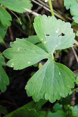 Ranunculus subglechomoides \ Gundermannbl&auml;ttriger Gold-Hahnenfu� / Ground-Ivy-Leaved Goldilocks, F Westhouse 18.4.2015