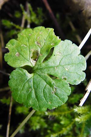 Ranunculus subglechomoides \ Gundermannbl&auml;ttriger Gold-Hahnenfu� / Ground-Ivy-Leaved Goldilocks, F Westhouse 18.4.2015