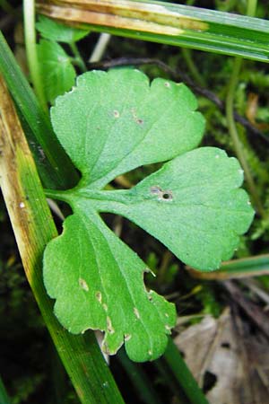 Ranunculus subglechomoides \ Gundermannbl&auml;ttriger Gold-Hahnenfu� / Ground-Ivy-Leaved Goldilocks, F Westhouse 18.4.2015