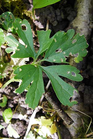 Ranunculus subglechomoides \ Gundermannbl&auml;ttriger Gold-Hahnenfu� / Ground-Ivy-Leaved Goldilocks, F Westhouse 18.4.2015