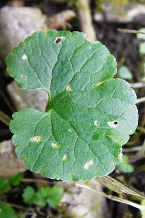 Ranunculus subglechomoides \ Gundermannbl&auml;ttriger Gold-Hahnenfu� / Ground-Ivy-Leaved Goldilocks, F Westhouse 18.4.2015