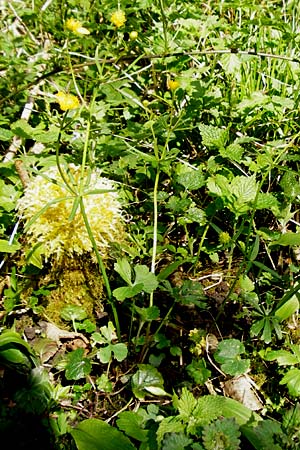 Ranunculus subglechomoides \ Gundermannbl&auml;ttriger Gold-Hahnenfu� / Ground-Ivy-Leaved Goldilocks, F Westhouse 18.4.2015