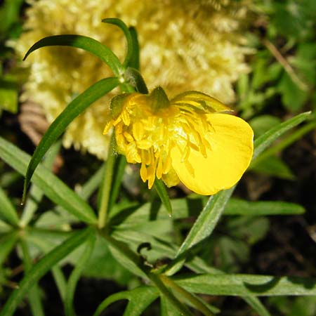 Ranunculus subglechomoides \ Gundermannbl&auml;ttriger Gold-Hahnenfu� / Ground-Ivy-Leaved Goldilocks, F Westhouse 18.4.2015