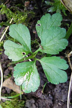 Ranunculus subglechomoides \ Gundermannbl&auml;ttriger Gold-Hahnenfu� / Ground-Ivy-Leaved Goldilocks, F Westhouse 18.4.2015