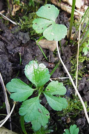 Ranunculus subglechomoides \ Gundermannbl&auml;ttriger Gold-Hahnenfu� / Ground-Ivy-Leaved Goldilocks, F Westhouse 18.4.2015