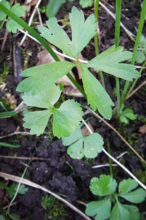 Ranunculus subglechomoides \ Gundermannbl&auml;ttriger Gold-Hahnenfu� / Ground-Ivy-Leaved Goldilocks, F Westhouse 18.4.2015