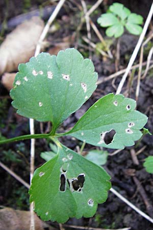 Ranunculus subglechomoides \ Gundermannbl&auml;ttriger Gold-Hahnenfu� / Ground-Ivy-Leaved Goldilocks, F Westhouse 18.4.2015