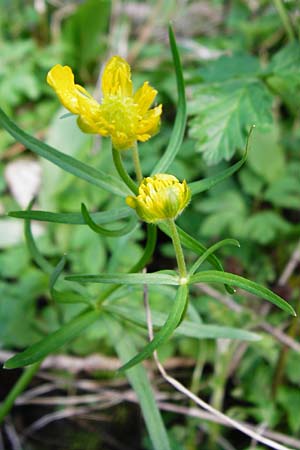 Ranunculus subglechomoides \ Gundermannbl&auml;ttriger Gold-Hahnenfu� / Ground-Ivy-Leaved Goldilocks, F Westhouse 18.4.2015