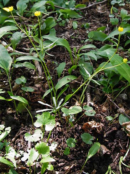 Ranunculus subglechomoides \ Gundermannbl&auml;ttriger Gold-Hahnenfu� / Ground-Ivy-Leaved Goldilocks, F Westhouse 18.4.2015