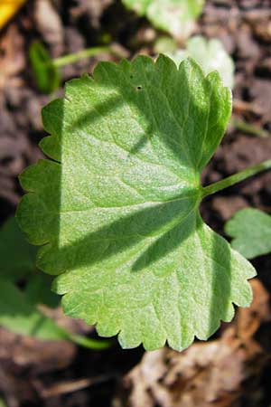 Ranunculus subglechomoides \ Gundermannbl&auml;ttriger Gold-Hahnenfu� / Ground-Ivy-Leaved Goldilocks, F Westhouse 18.4.2015