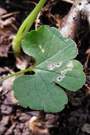 Ranunculus subglechomoides \ Gundermannbl&auml;ttriger Gold-Hahnenfu� / Ground-Ivy-Leaved Goldilocks, F Westhouse 18.4.2015