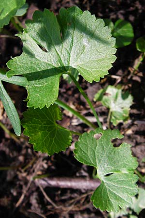 Ranunculus subglechomoides \ Gundermannbl&auml;ttriger Gold-Hahnenfu� / Ground-Ivy-Leaved Goldilocks, F Westhouse 18.4.2015