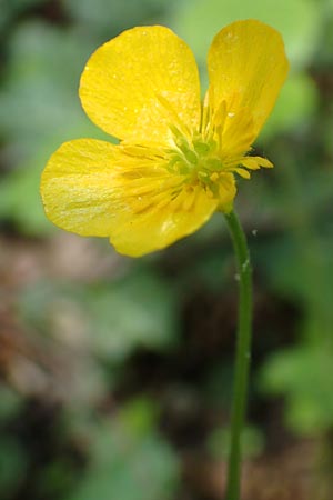 Ranunculus suprasilvaticus \ Oberwald-Gold-Hahnenfu� / Oberwald Goldilocks, F Mussig 29.4.2016