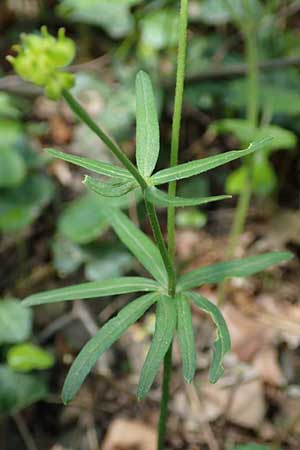 Ranunculus suprasilvaticus \ Oberwald-Gold-Hahnenfu� / Oberwald Goldilocks, F Mussig 29.4.2016