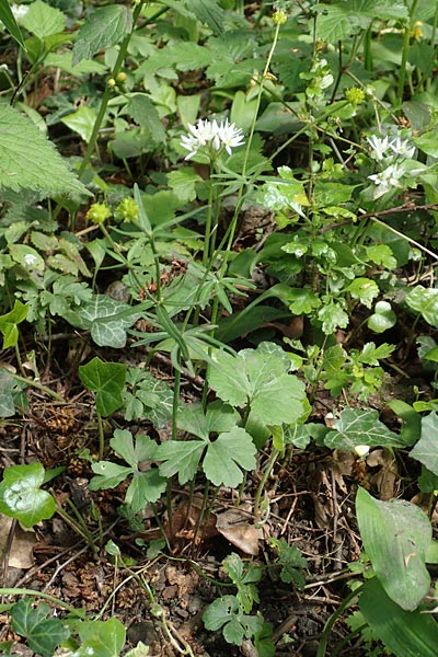 Ranunculus suprasilvaticus \ Oberwald-Gold-Hahnenfu� / Oberwald Goldilocks, F Mussig 29.4.2016