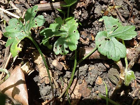 Ranunculus suprasilvaticus \ Oberwald-Gold-Hahnenfu� / Oberwald Goldilocks, F Mussig 29.4.2016