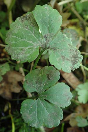 Ranunculus suprasilvaticus \ Oberwald-Gold-Hahnenfu� / Oberwald Goldilocks, F Mussig 29.4.2016