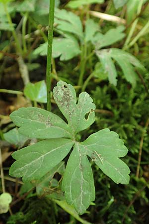 Ranunculus suprasilvaticus \ Oberwald-Gold-Hahnenfu� / Oberwald Goldilocks, F Mussig 29.4.2016