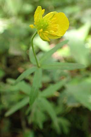 Ranunculus suprasilvaticus \ Oberwald-Gold-Hahnenfu� / Oberwald Goldilocks, F Mussig 29.4.2016