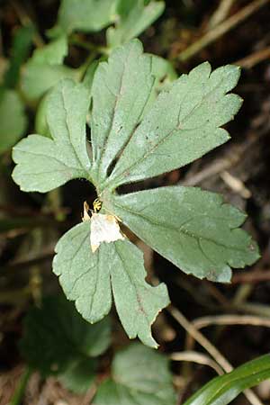 Ranunculus suprasilvaticus \ Oberwald-Gold-Hahnenfu� / Oberwald Goldilocks, F Mussig 29.4.2016