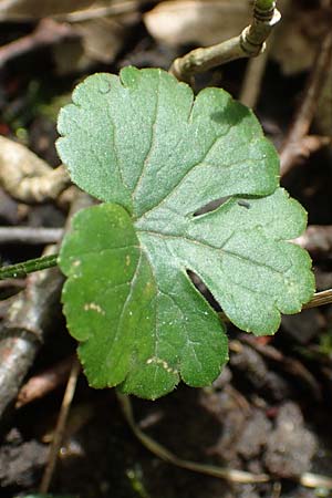 Ranunculus suprasilvaticus \ Oberwald-Gold-Hahnenfu� / Oberwald Goldilocks, F Mussig 29.4.2016