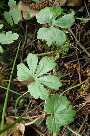 Ranunculus suprasilvaticus \ Oberwald-Gold-Hahnenfu� / Oberwald Goldilocks, F Mussig 29.4.2016