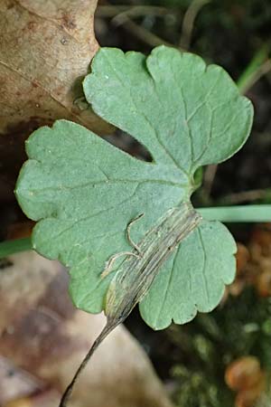 Ranunculus suprasilvaticus \ Oberwald-Gold-Hahnenfu� / Oberwald Goldilocks, F Mussig 29.4.2016