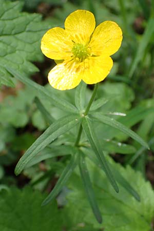 Ranunculus suprasilvaticus \ Oberwald-Gold-Hahnenfu� / Oberwald Goldilocks, F Mussig 29.4.2016
