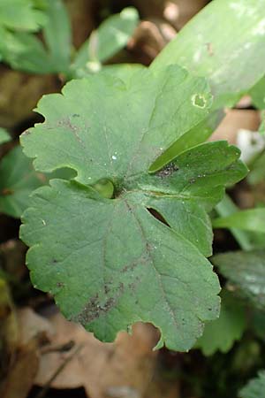 Ranunculus suprasilvaticus \ Oberwald-Gold-Hahnenfu� / Oberwald Goldilocks, F Mussig 29.4.2016