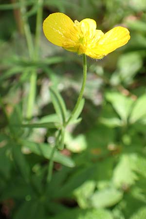 Ranunculus suprasilvaticus \ Oberwald-Gold-Hahnenfu� / Oberwald Goldilocks, F Mussig 29.4.2016