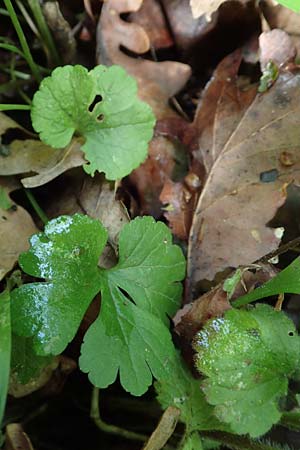 Ranunculus suprasilvaticus \ Oberwald-Gold-Hahnenfu� / Oberwald Goldilocks, F Mussig 29.4.2016