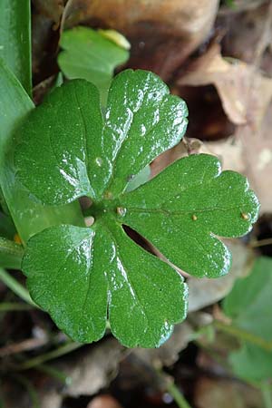 Ranunculus suprasilvaticus \ Oberwald-Gold-Hahnenfu� / Oberwald Goldilocks, F Mussig 29.4.2016