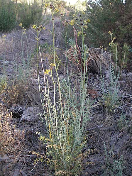 Ruta angustifolia \ Schmalblttrige Raute / Narrow-Leaved Rue, F Mouries 9.6.2006