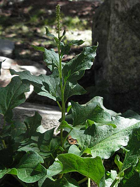 Blitum bonus-henricus \ Guter Heinrich / Good King Henry, F Pyrenäen/Pyrenees, Eyne 9.8.2006