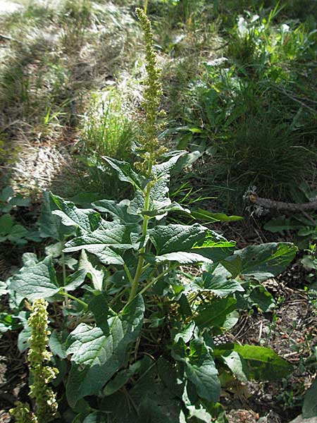 Blitum bonus-henricus \ Guter Heinrich / Good King Henry, F Pyrenäen/Pyrenees, Eyne 9.8.2006