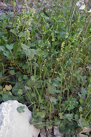 Rumex scutatus \ Schild-Ampfer / French Sorrel, F Clue de Chabrieres 12.5.2007