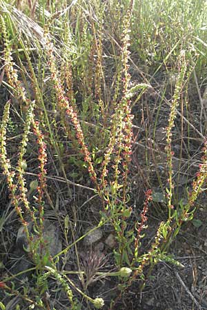 Rumex bucephalophorus subsp. gallicus \ Stierkopf-Ampfer / Horned Dock, F Maures,  Bois de Rouquan 12.5.2007